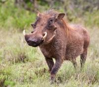 Wild Boar